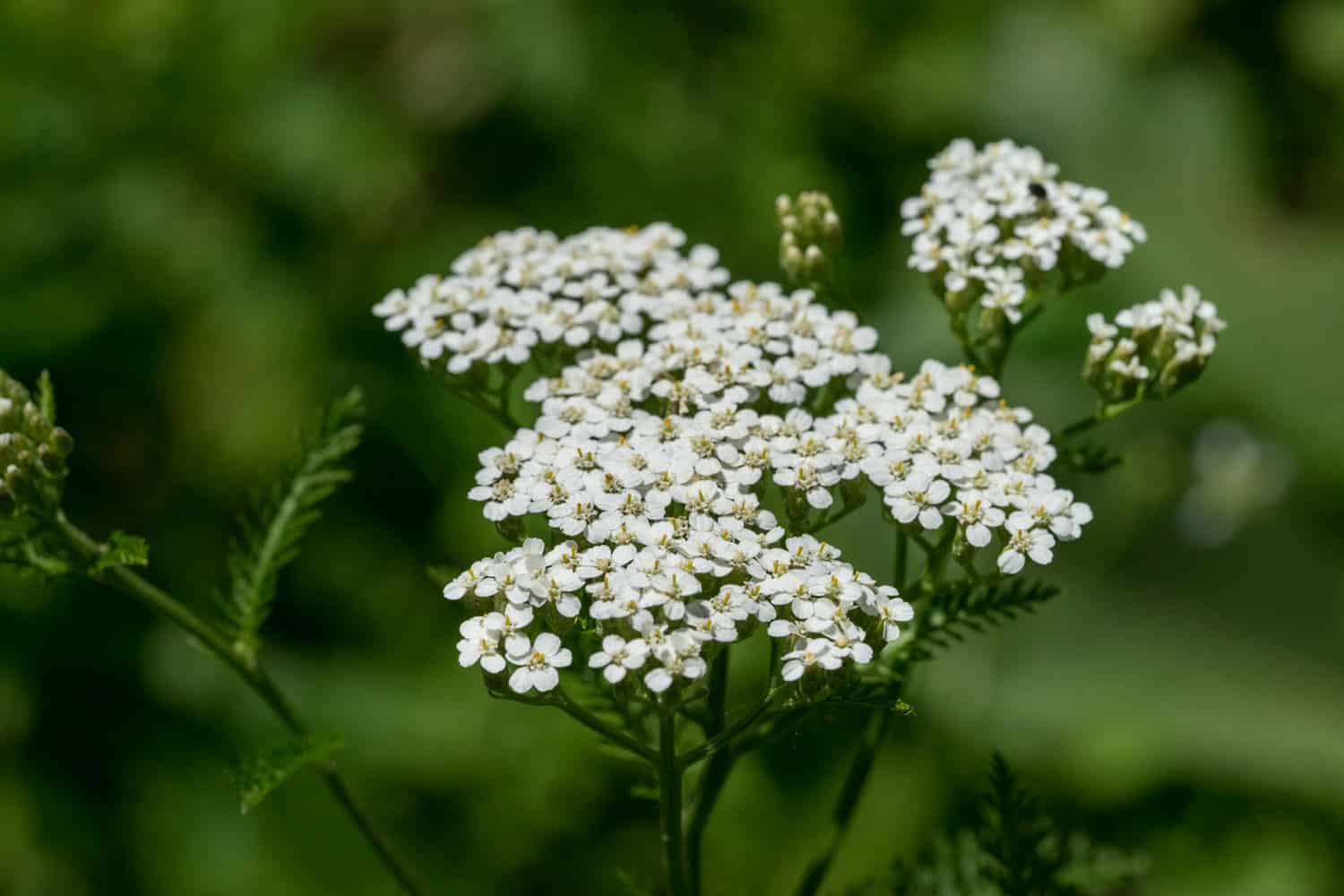 White petals of a yarrow plant