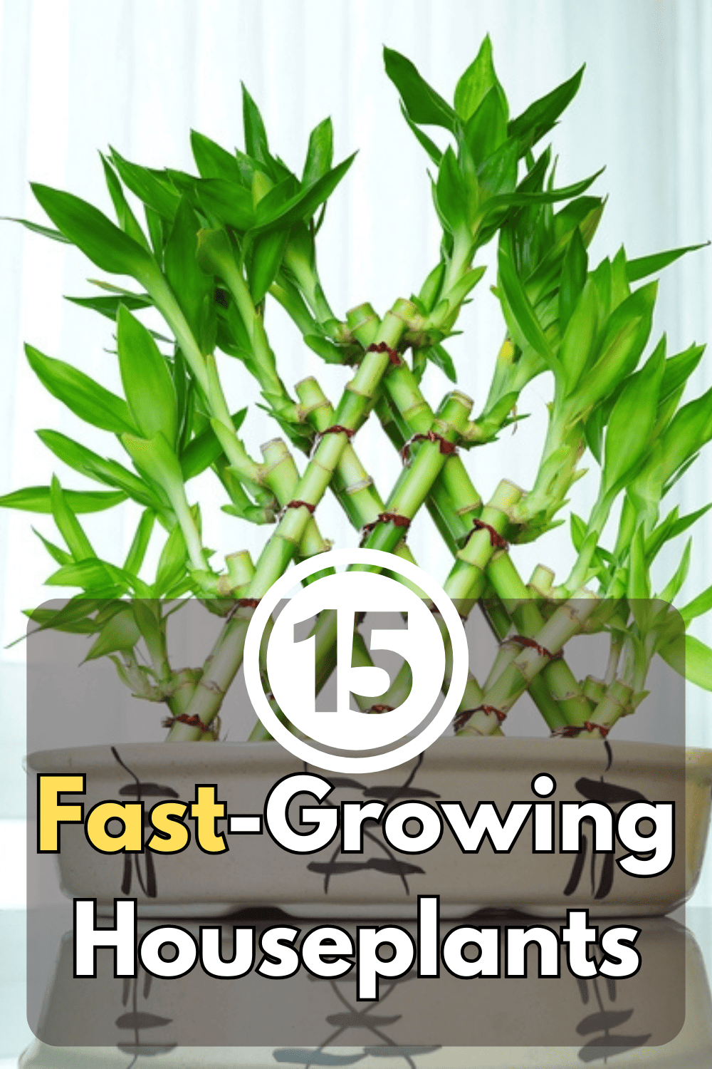 15 fast growing houseplants