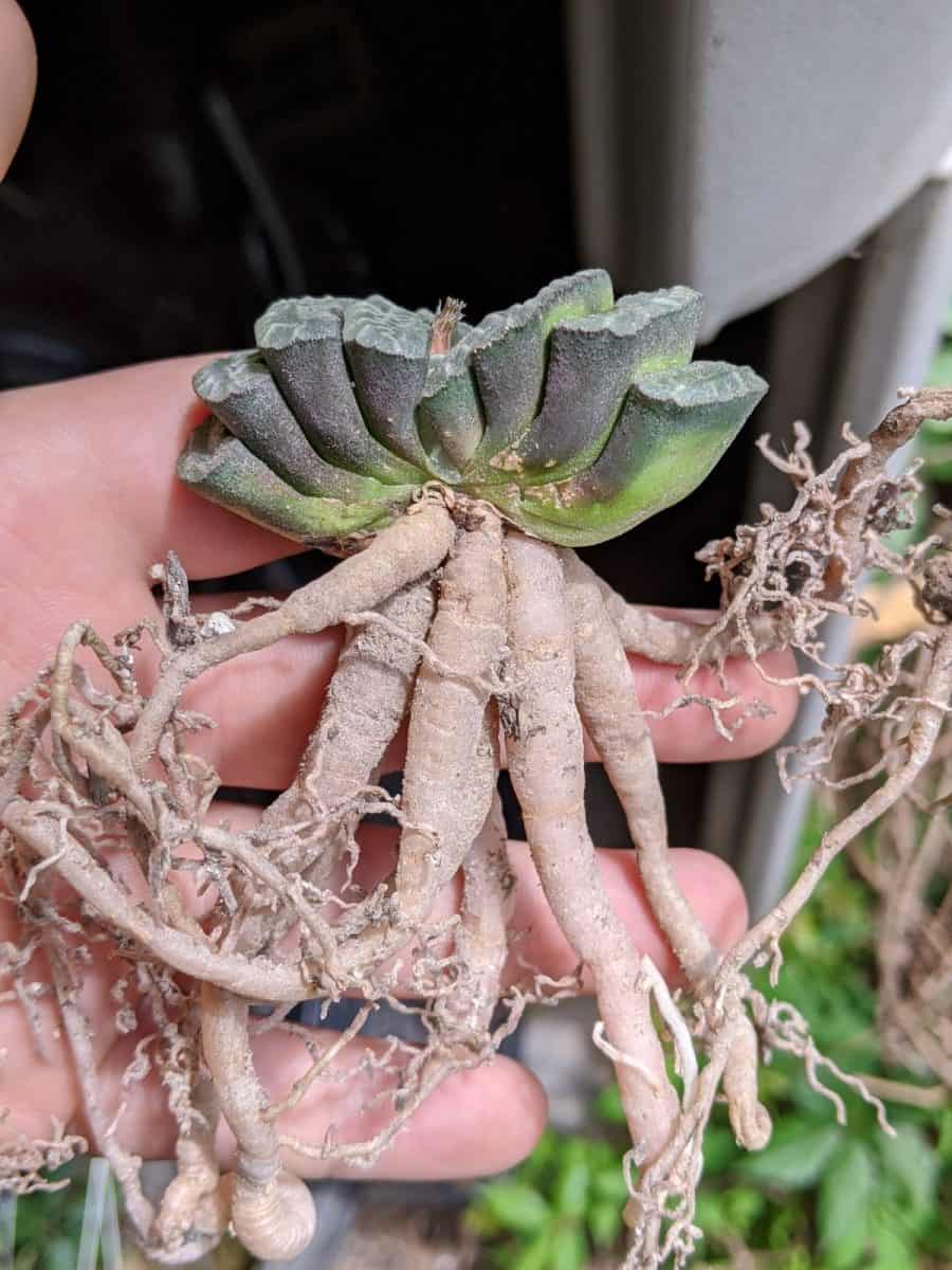 haworthia truncata roots
