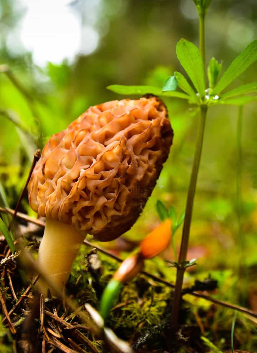 A morel mushroom