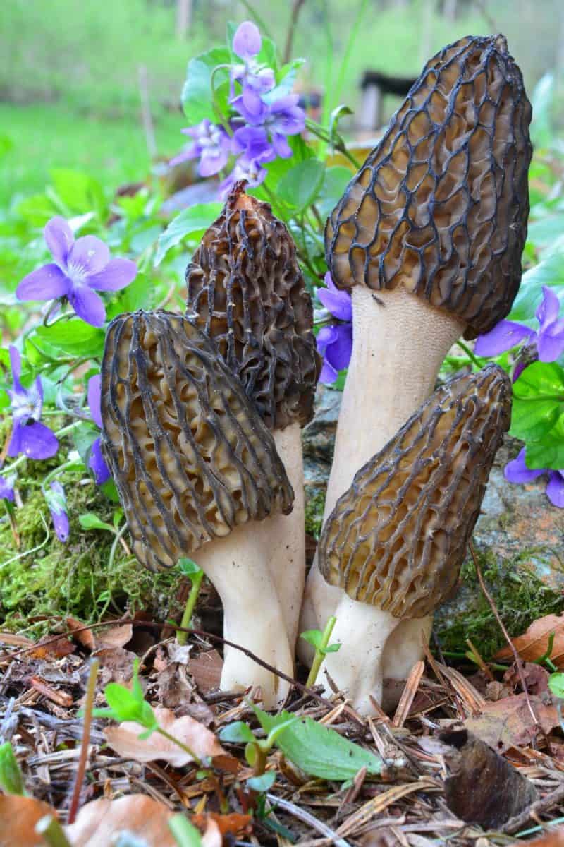 Morel mushrooms in the meadow with flowers in background