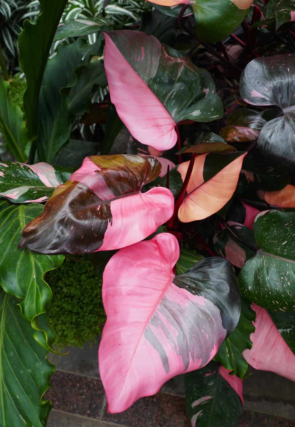Pink Philodendron