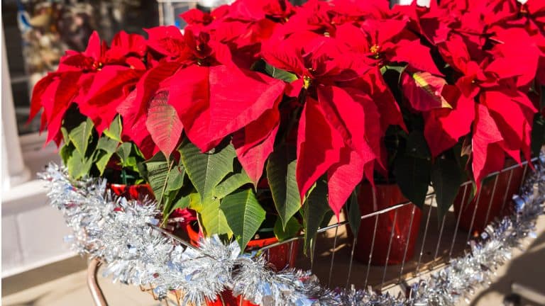 Blooming red leaves of poinsettia, Outdoor Poinsettia Decor: Adorning Exterior Spaces with Vibrant Reds and Greens - 1600x900
