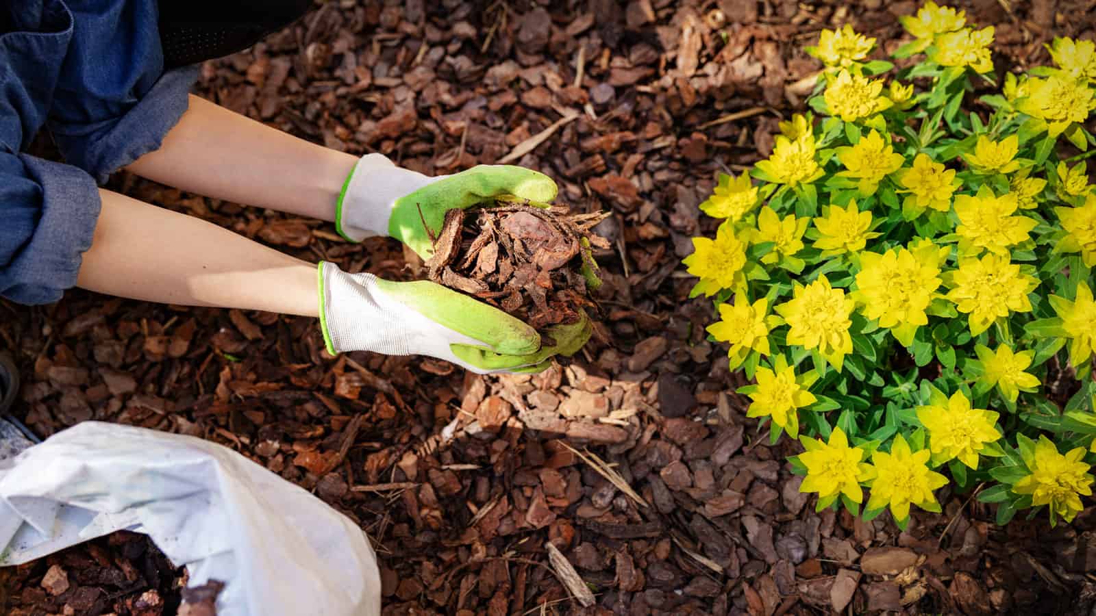 Gardener applying mulch to the ground in the garden for winter preparation, 10 Essential Tips for Protecting Your Garden from Harsh Winter Weather - 1600x900