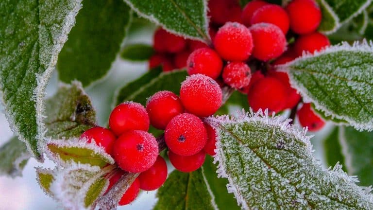 Winterberry glowing red in the garden, Best Cold-Weather Plants for Your Garden - 1600x900