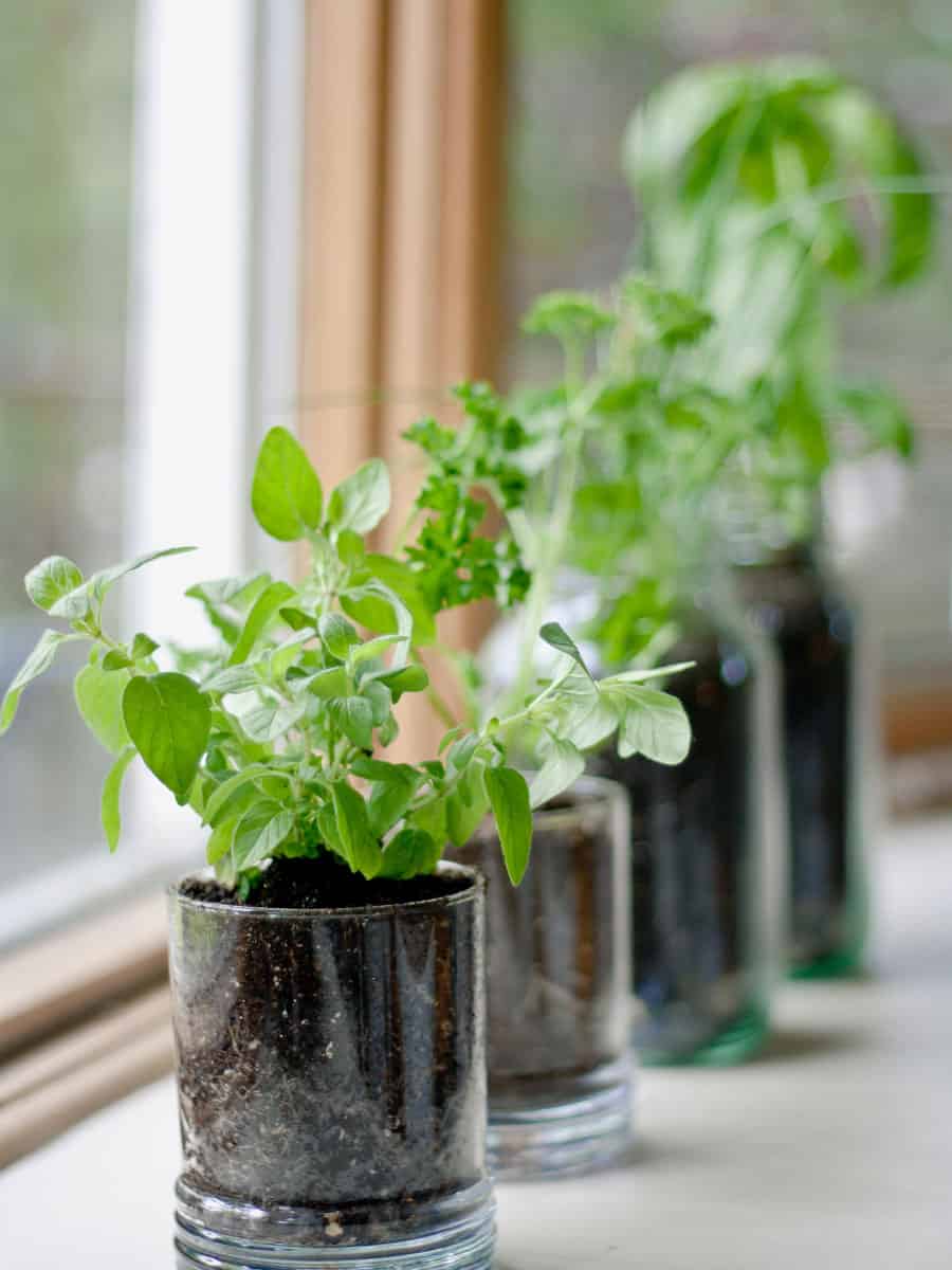 different herbs and spices planted on plastic bags placed on the windowsill