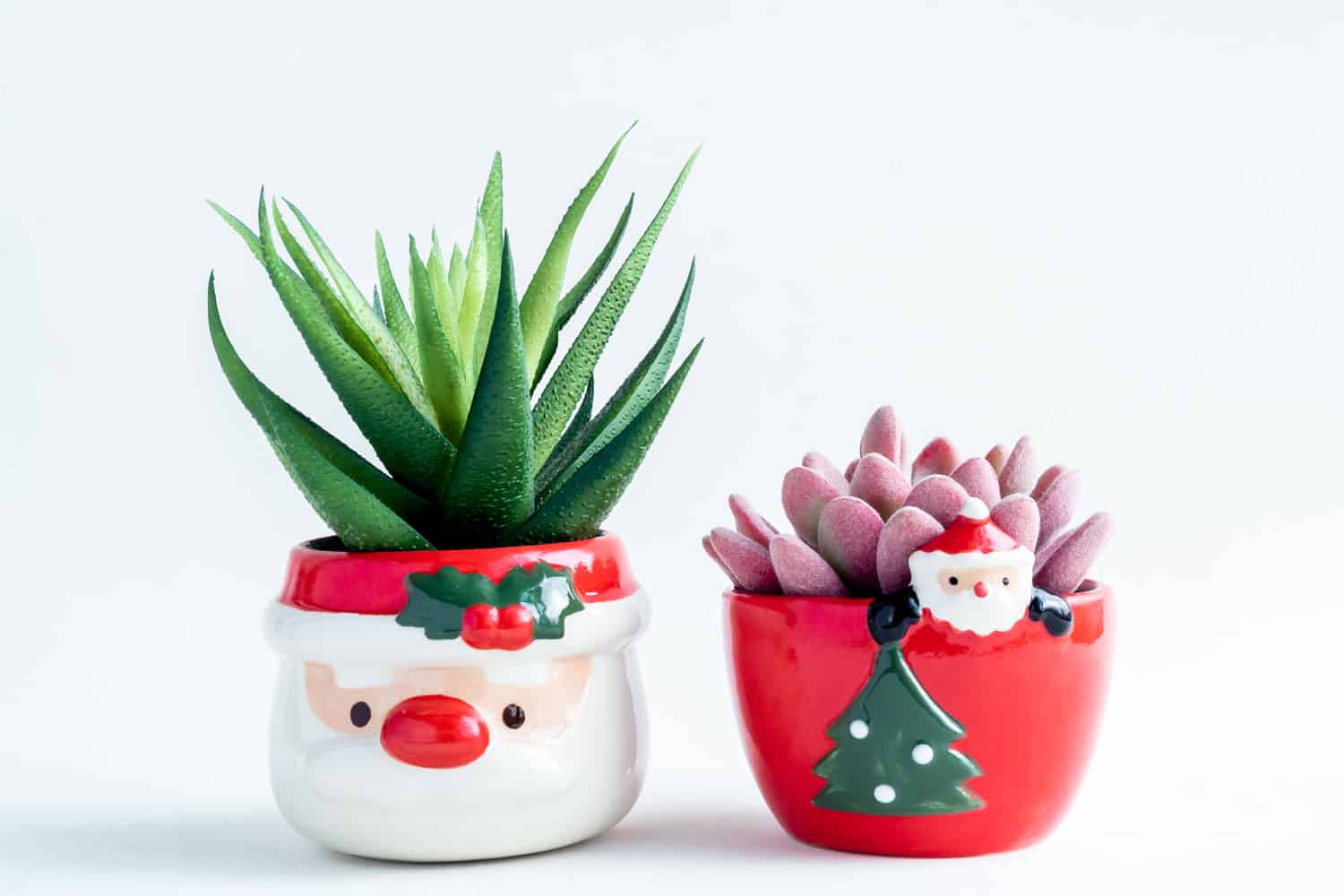 Two small succulent planted on a Christmas decor vase