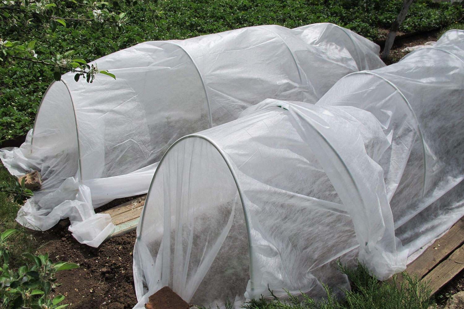 Winter proofing garden with plastic covers 
