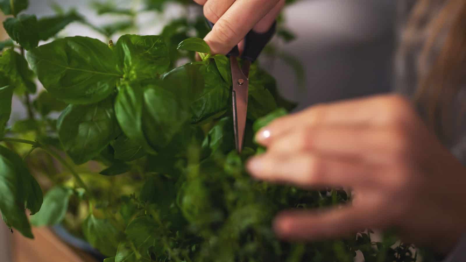 Gardener pruning her small basil in the garden, 5 Reasons Your Homegrown Herbs Lack Flavor and How to Boost It - 1600x900