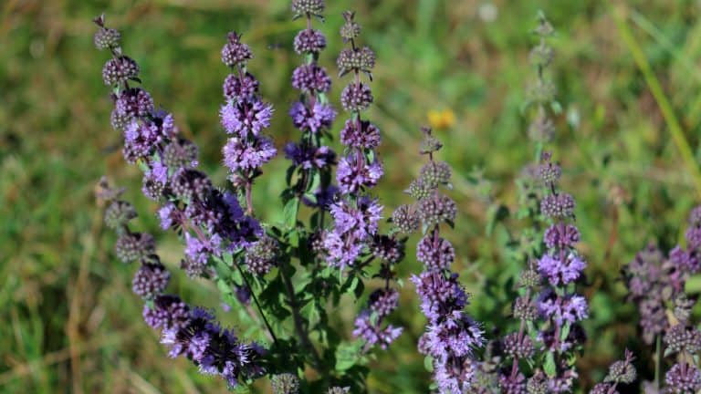 Bright purple flowers of a mint herb, 8 Common Herbs Dangerous to Pets – Safety Tips for Pet Owners - 1600x900