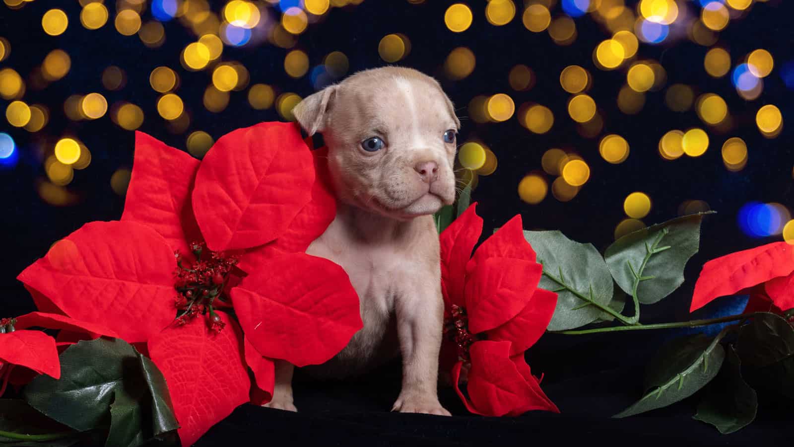 A cute dog walking between poinsettia flowers, The Poinsettia and Pet Myth: How Toxic Are They? - 1600x900