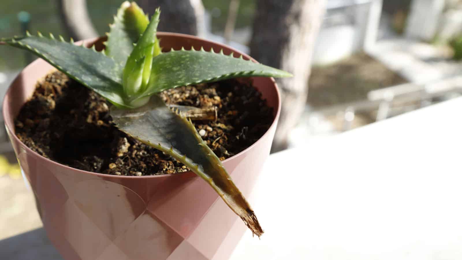 A small succulent placed on the sunlight for propagation, 8 Care Mistakes That Prove Succulents Aren't Unkillable - 1600x900