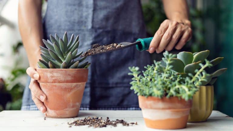 Woman planting a small succulent in the garden, 7 Survival Tips For Growing Succulents In Different Climates - 1600x900