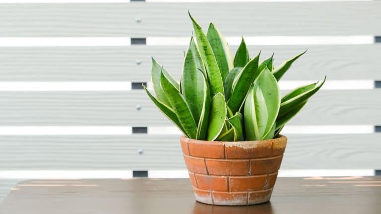 A small snake plant placed on the table, 5 Unforgivable Snake Plant Care Mistakes You Might Be Making - 1600x900