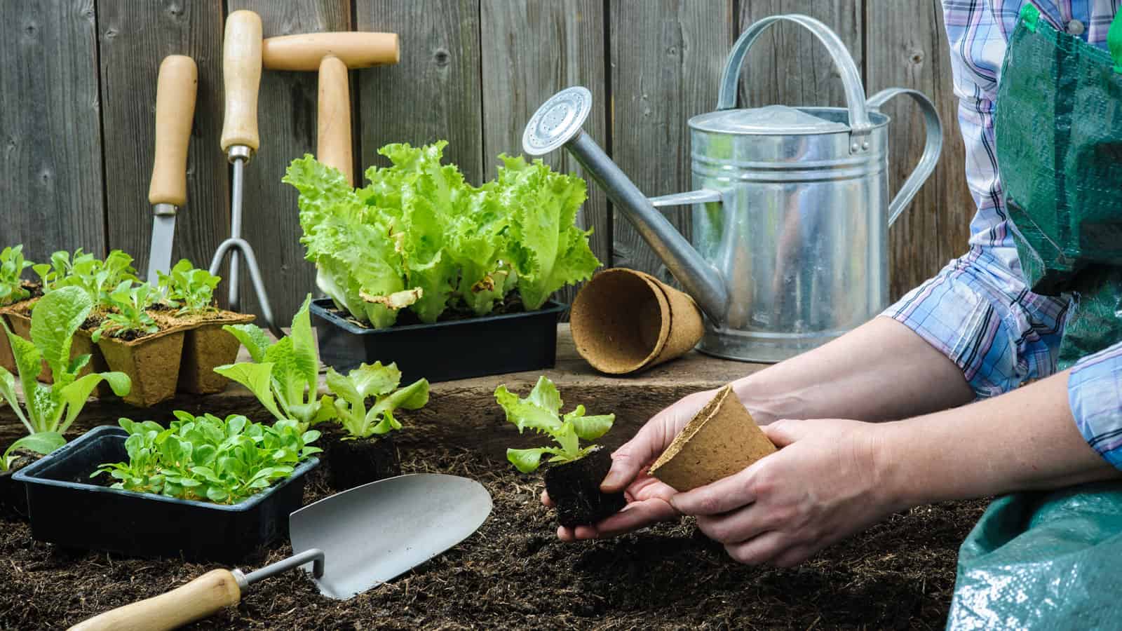Woman planting a small plant in the garden with garden tools on the background