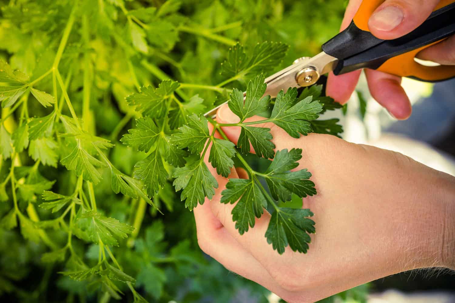 Gardener using a small scissor to prune her parsley