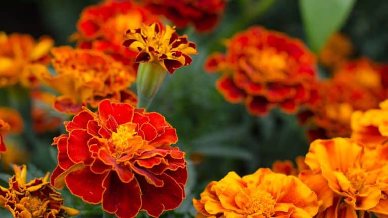 Gorgeous blooming marigolds in the garden, 5 Plants to NEVER Grow Next to Your Roses & 7 Companions They'll Love! - 1600x900