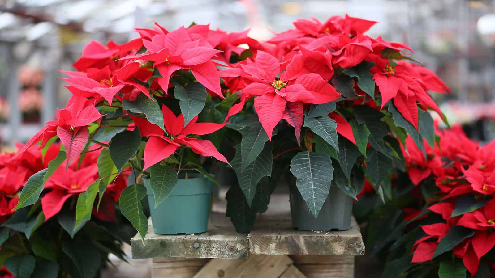 Gorgeous poinsettia planted in blue pots, 12 Poinsettia Varieties To Know - 1600x900