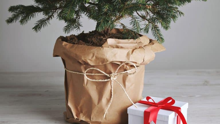 Wrapping a small cypress plant for a Christmas gift, 6 Crucial Tips for Wrapping a Plant for a Gift - 1600x900