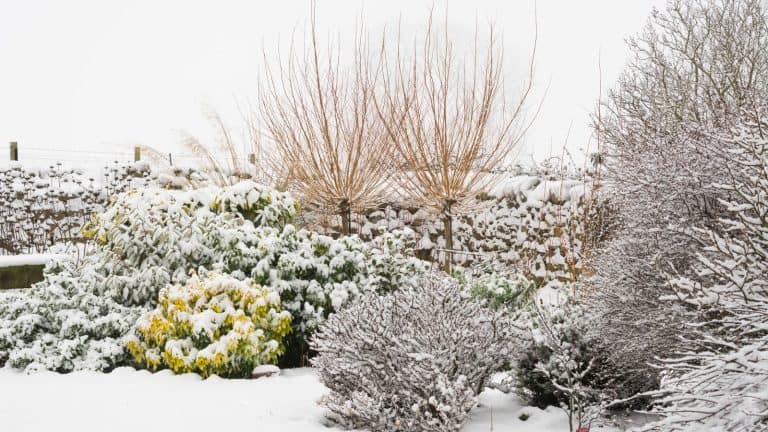 A garden covered with snow, 5 Strategies for Maximizing Sunlight in Your Winter Garden - 1600x900