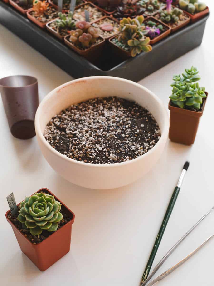 A bowl of succulent soil ready for repotting
