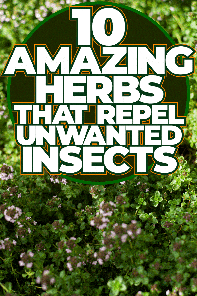 10 Amazing Herbs That Repel Unwanted Insects