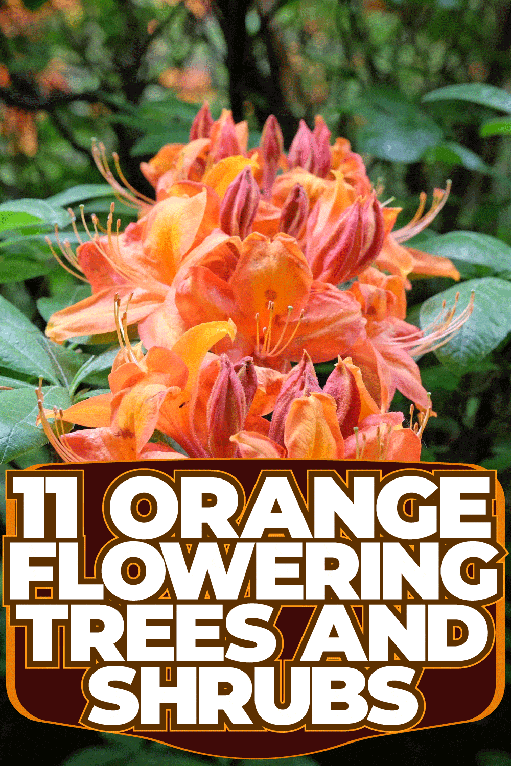 11 Orange Flowering Trees And Shrubs