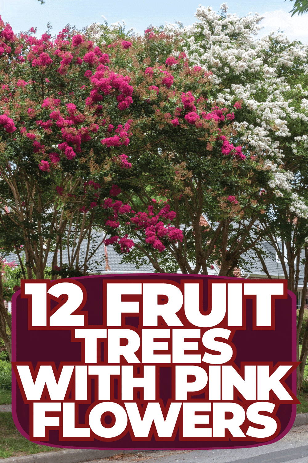 12 Fruit Trees With Pink Flowers