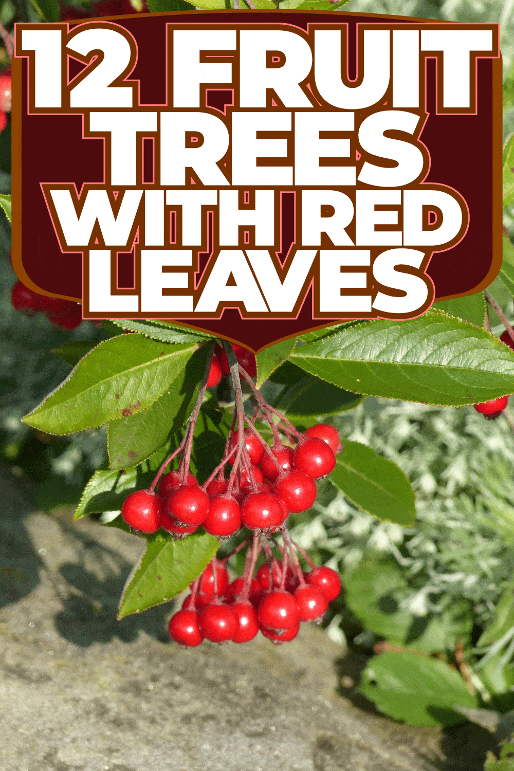 12 Fruit Trees With Red Leaves