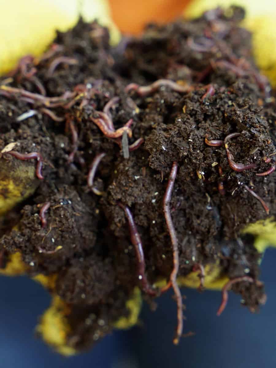 A compost full of worms