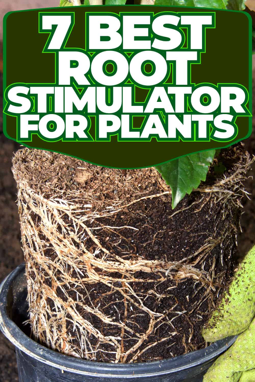 7 Best Root Stimulators For Plants