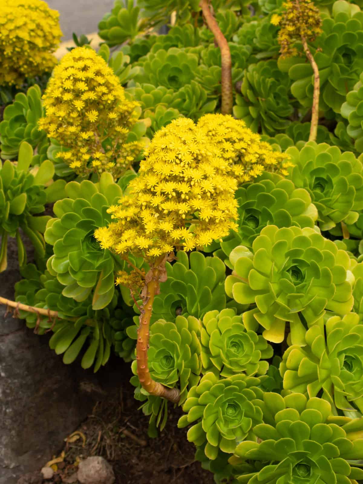 Bright yellow flowers of a Tree Houseleek succulent