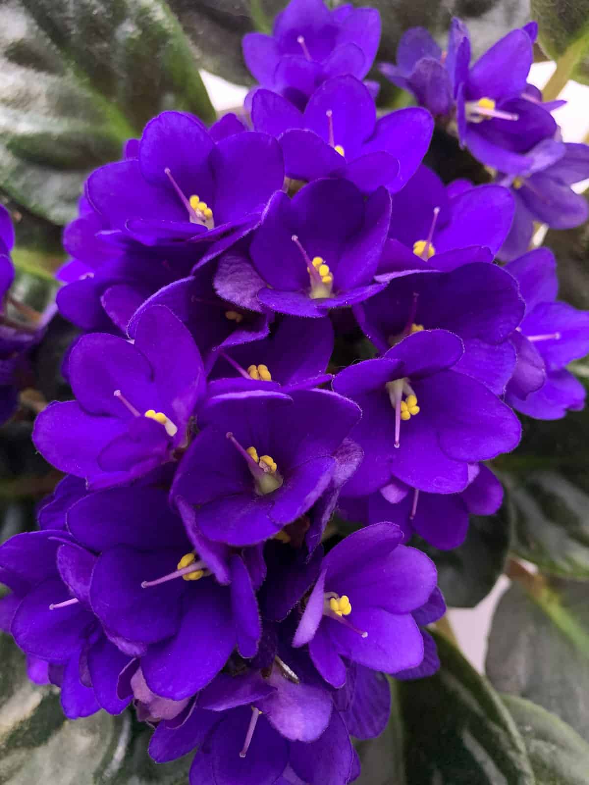 Pure bright purple leaves of an African Violet flower