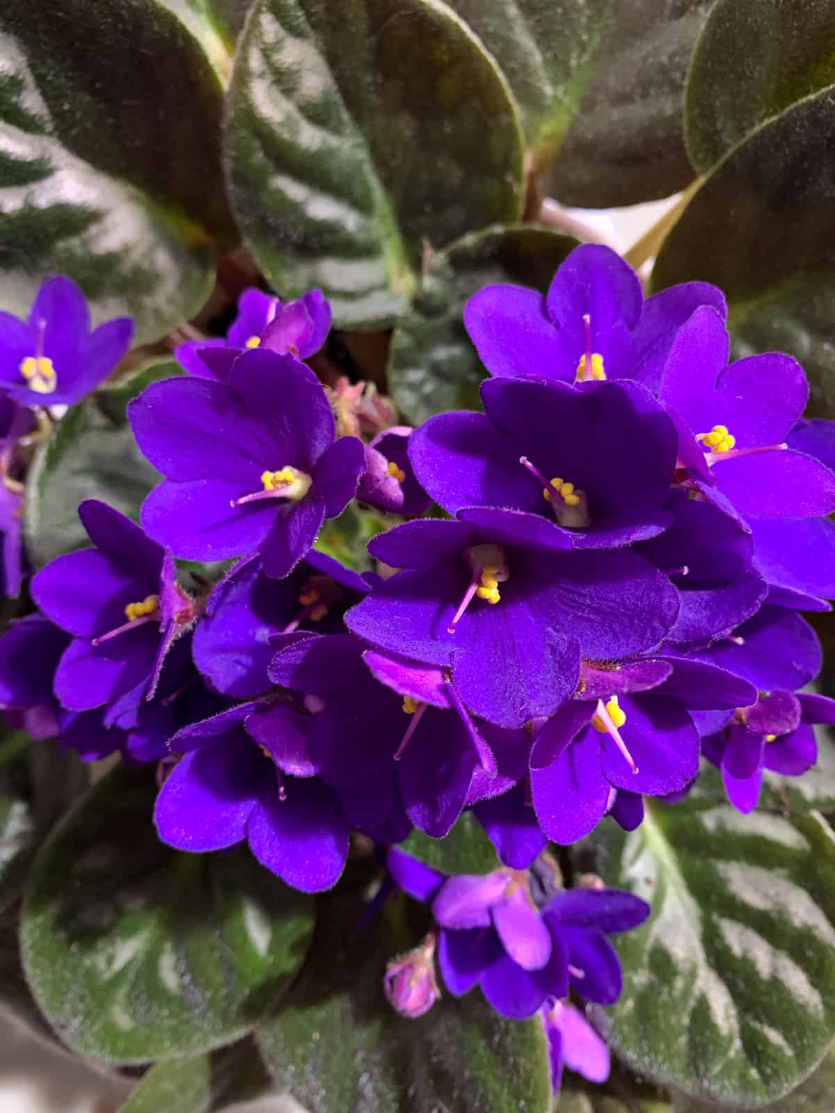 Gorgeous deep purple flowers of an African Violet plant