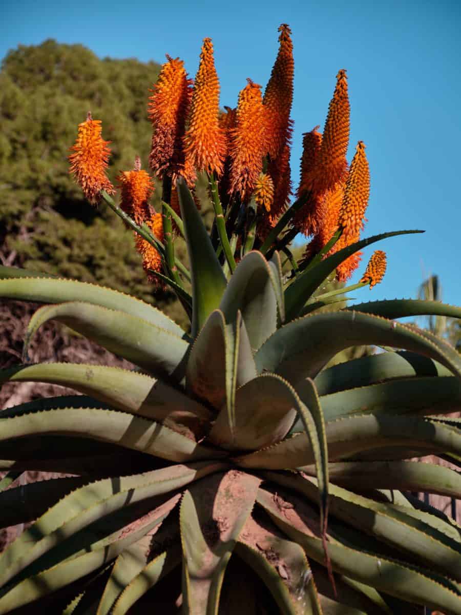 Orange blossoming flowers of an Aloe Marlothii plant