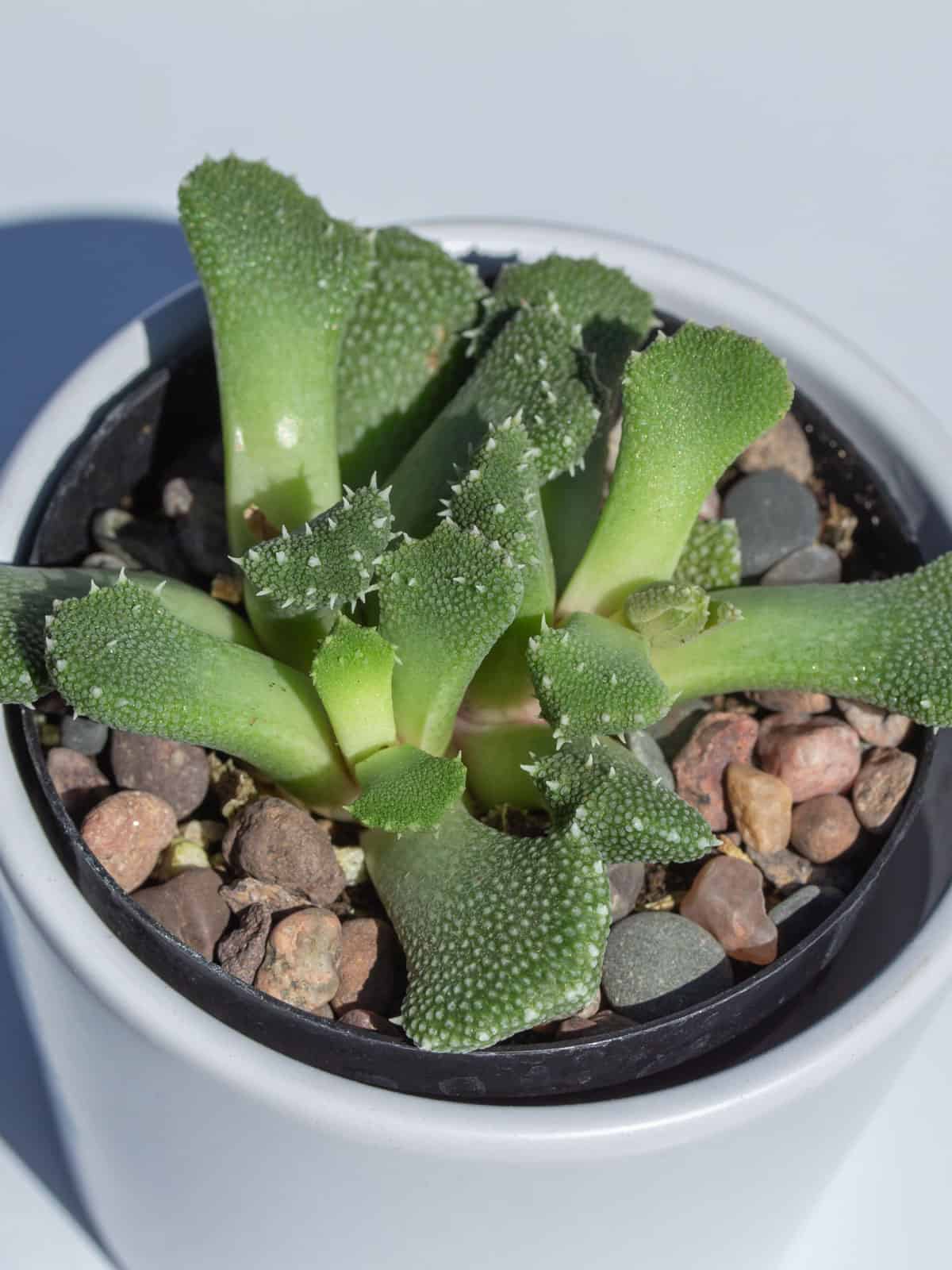 Weird crooked leaves of a Aloinopsis Luckhoffii