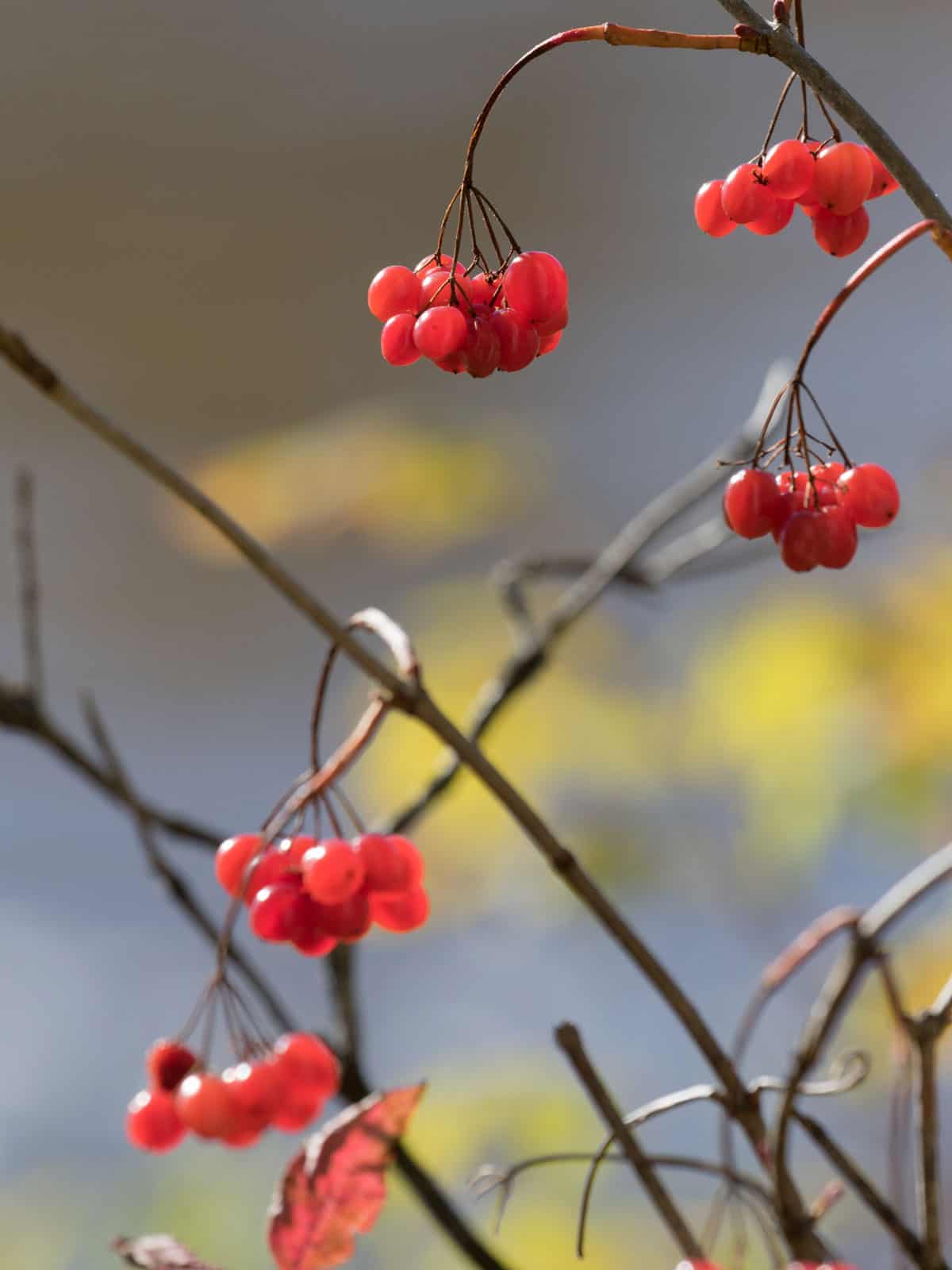 American Cranberrybush - Ripe red berries of American cranberrybush viburnum opulus in autumn