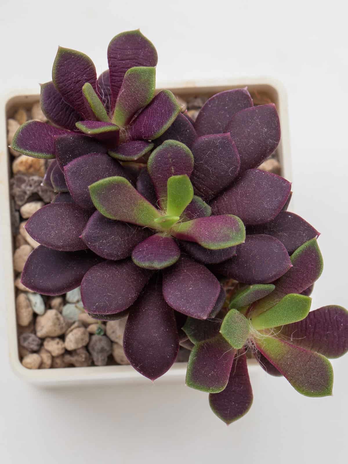 Gorgeous purple to green tip of a Anacampseros Rufescens 'Sunrise succulent'