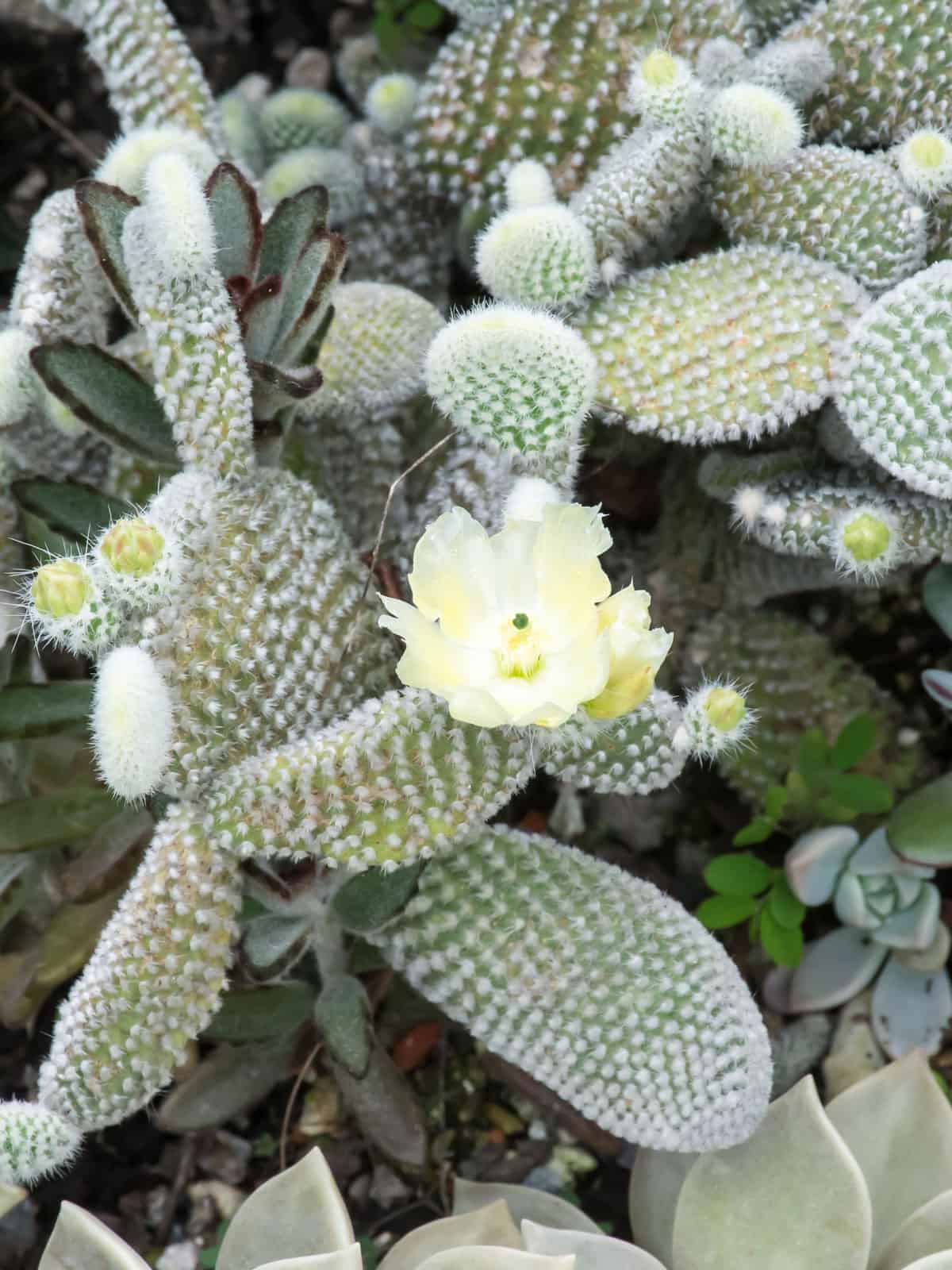 Beautiful blossoming flower of a Angel wings caactus