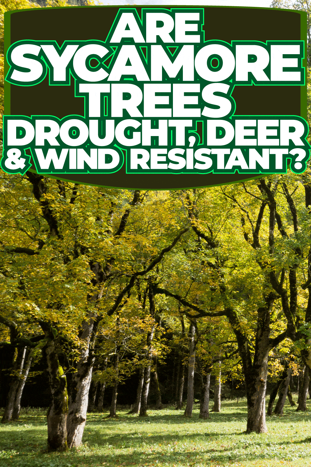 Are Sycamore Trees Drought, Deer, & Wind Resistant?