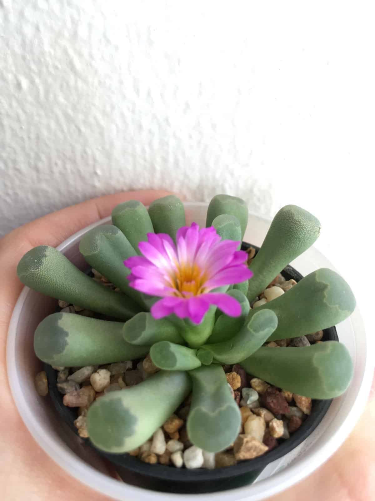 Beautiful baby toes plant with a bright blooming pink flower