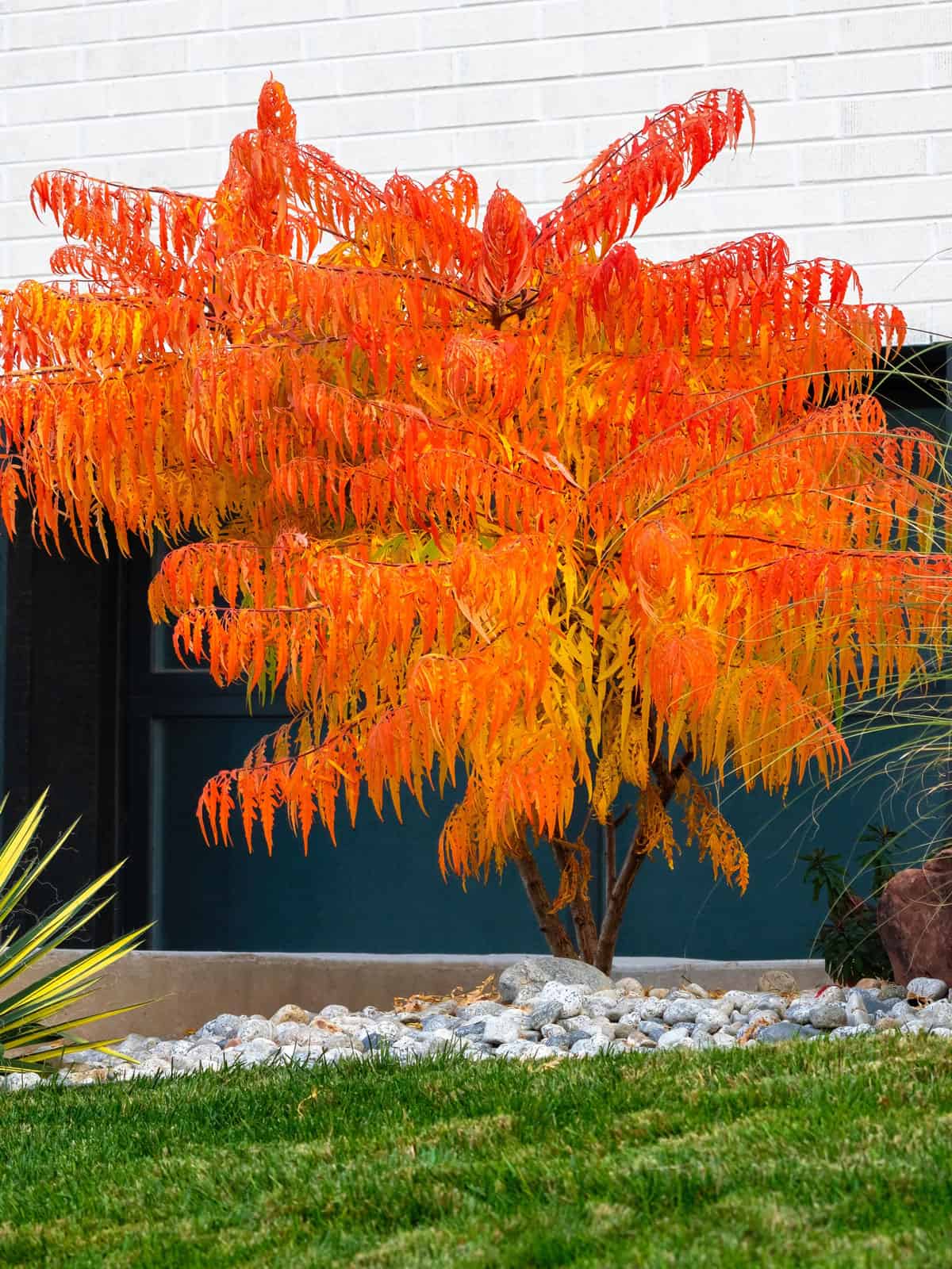 Bailtiger (Rhus typhina Tiger Eyes) - A Sumac tree called Rhus typhina Tiger Eyes, vibrantly orange in the Fall Season.