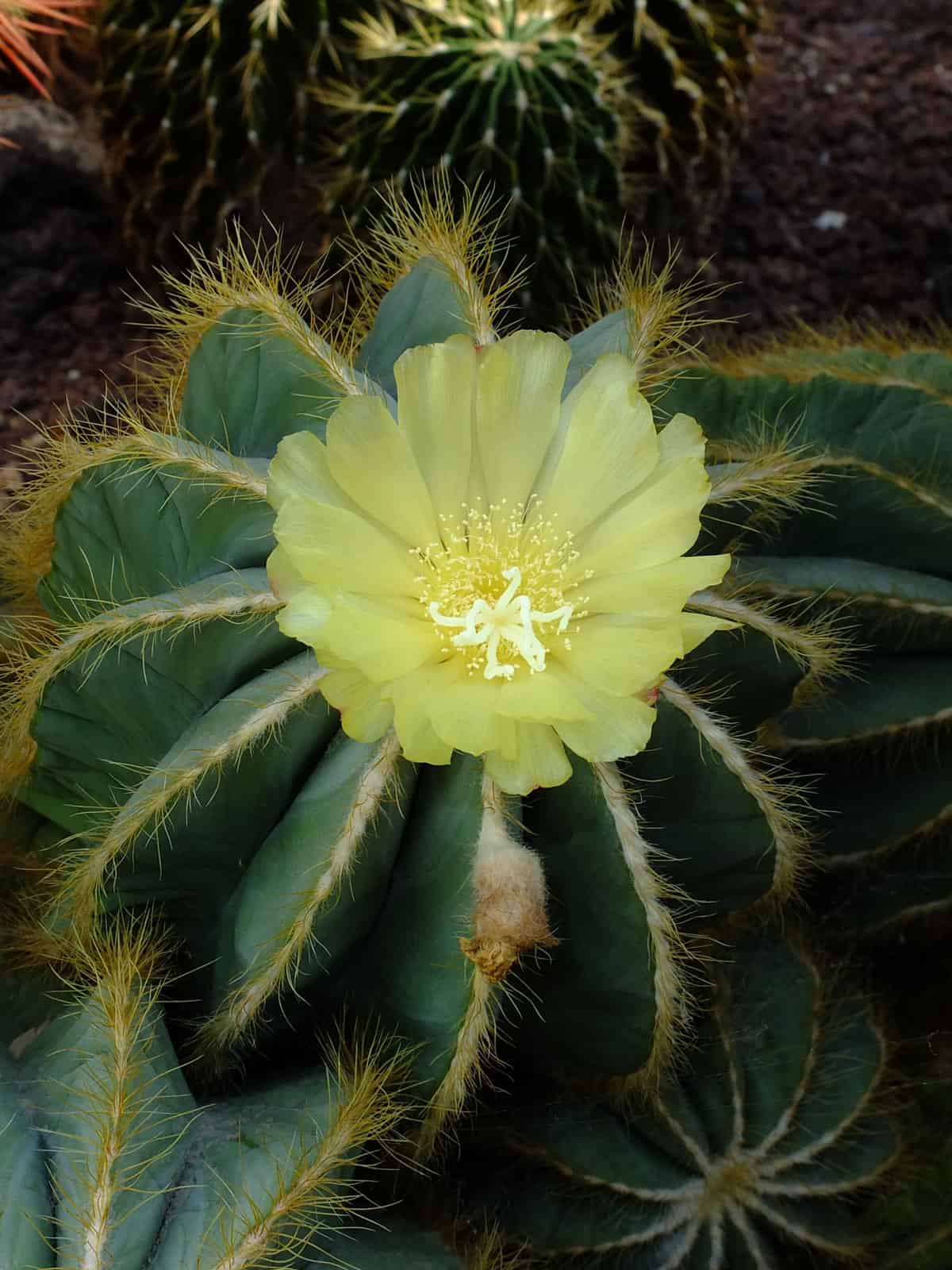 Bright yellow flower of a Balloon Cactus