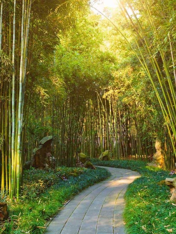 Bamboo trees in a park ar 3:4