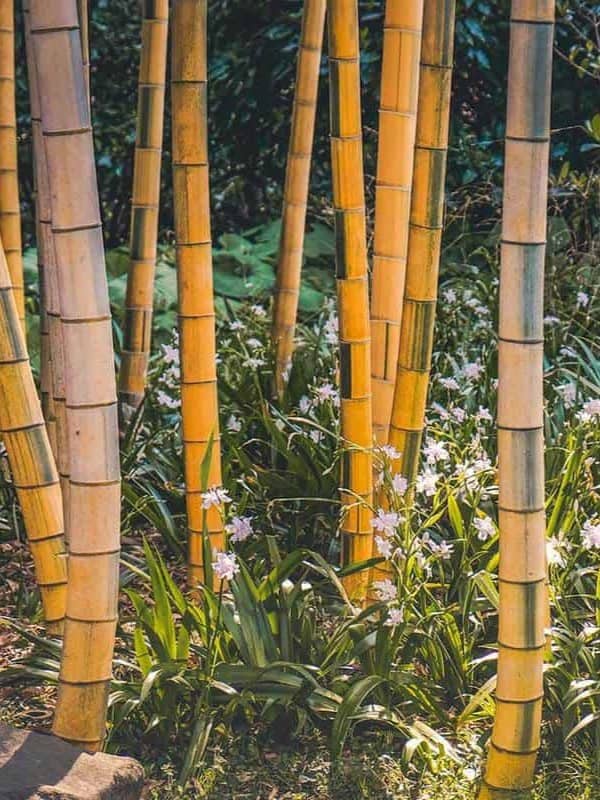 Bamboo trees ar 3:4