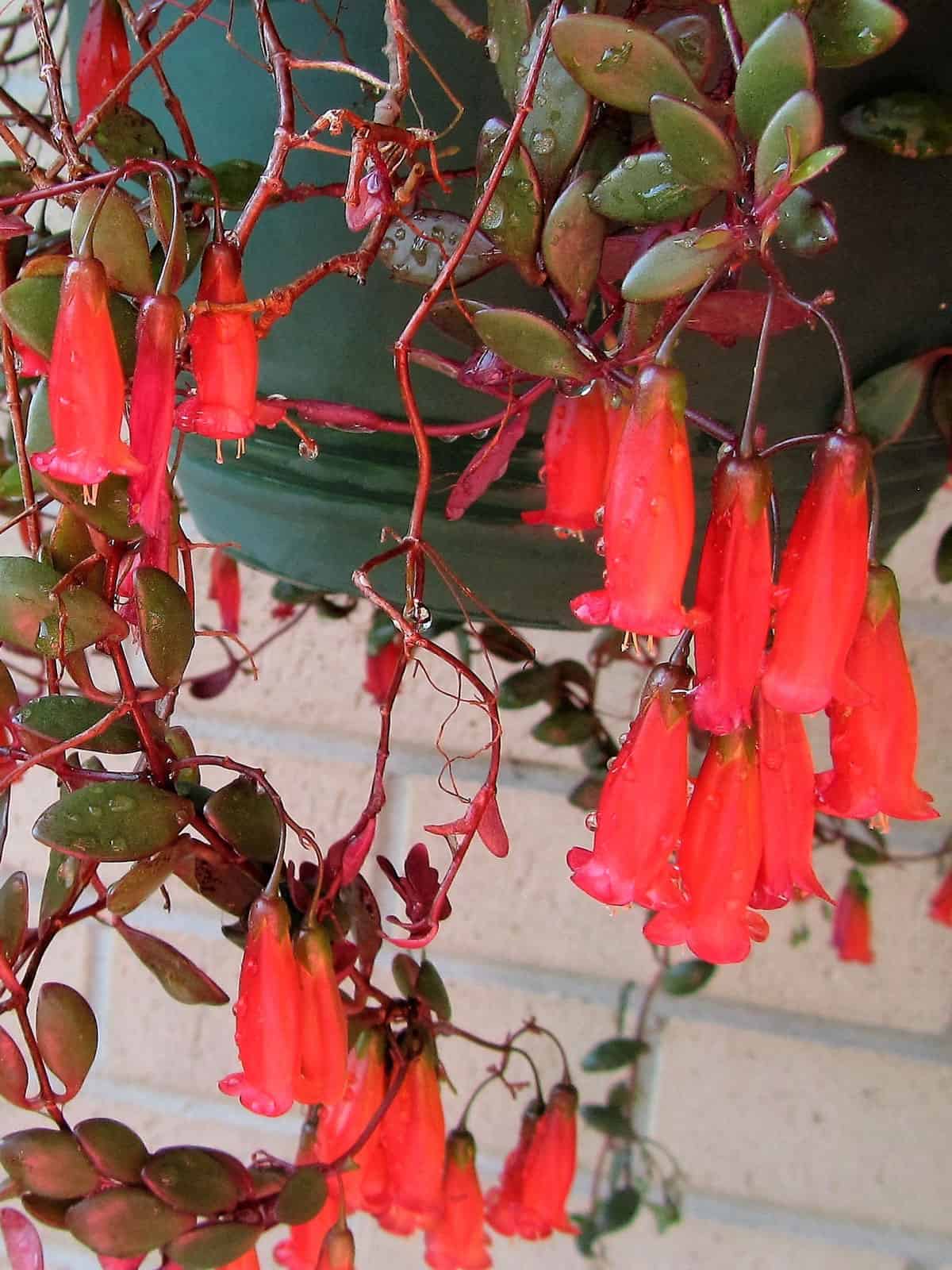 Bright red drooping flowers of a beach bells plant
