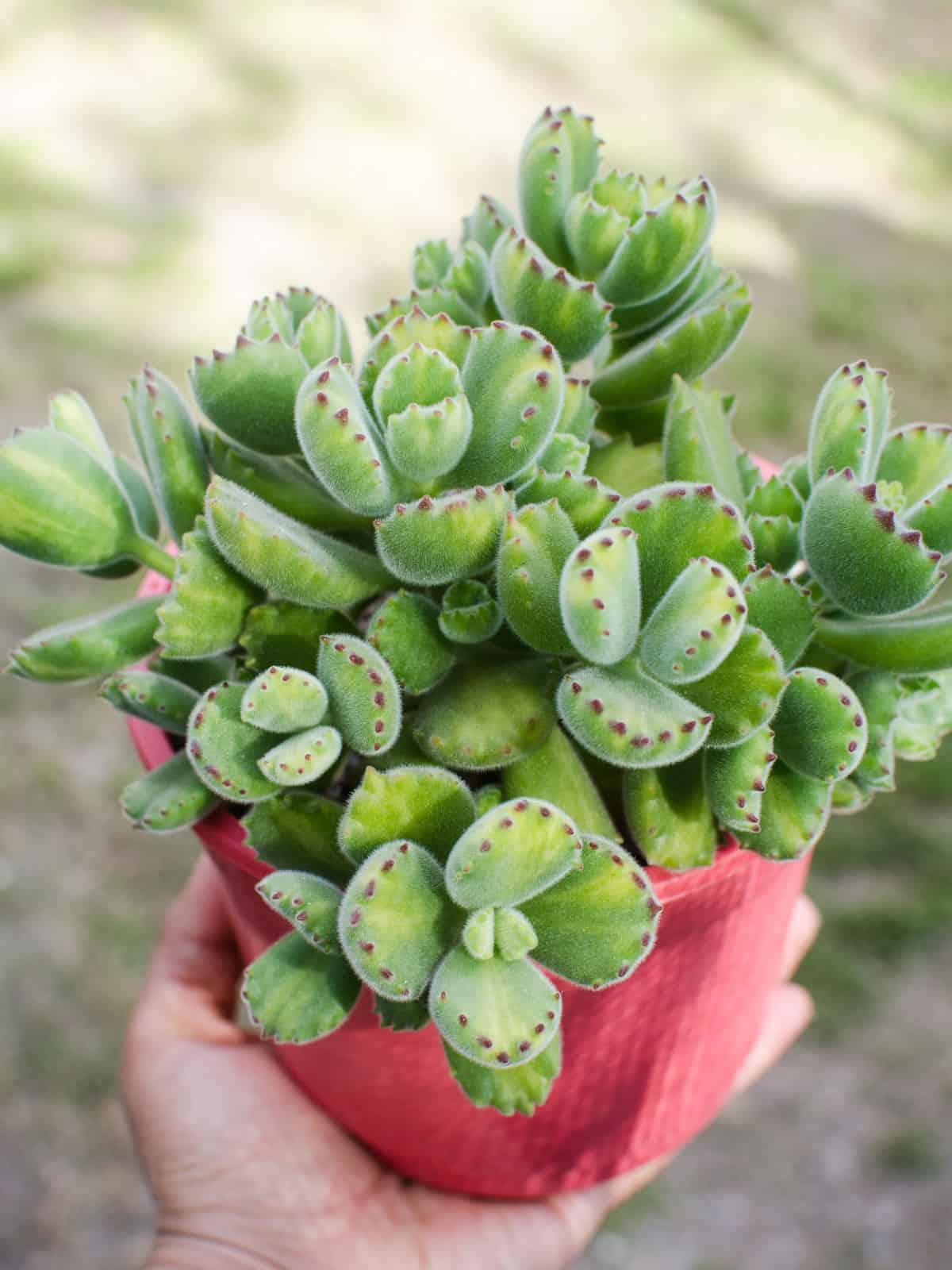 Green leaves of a Bear's Paw with maroon tipped leaves