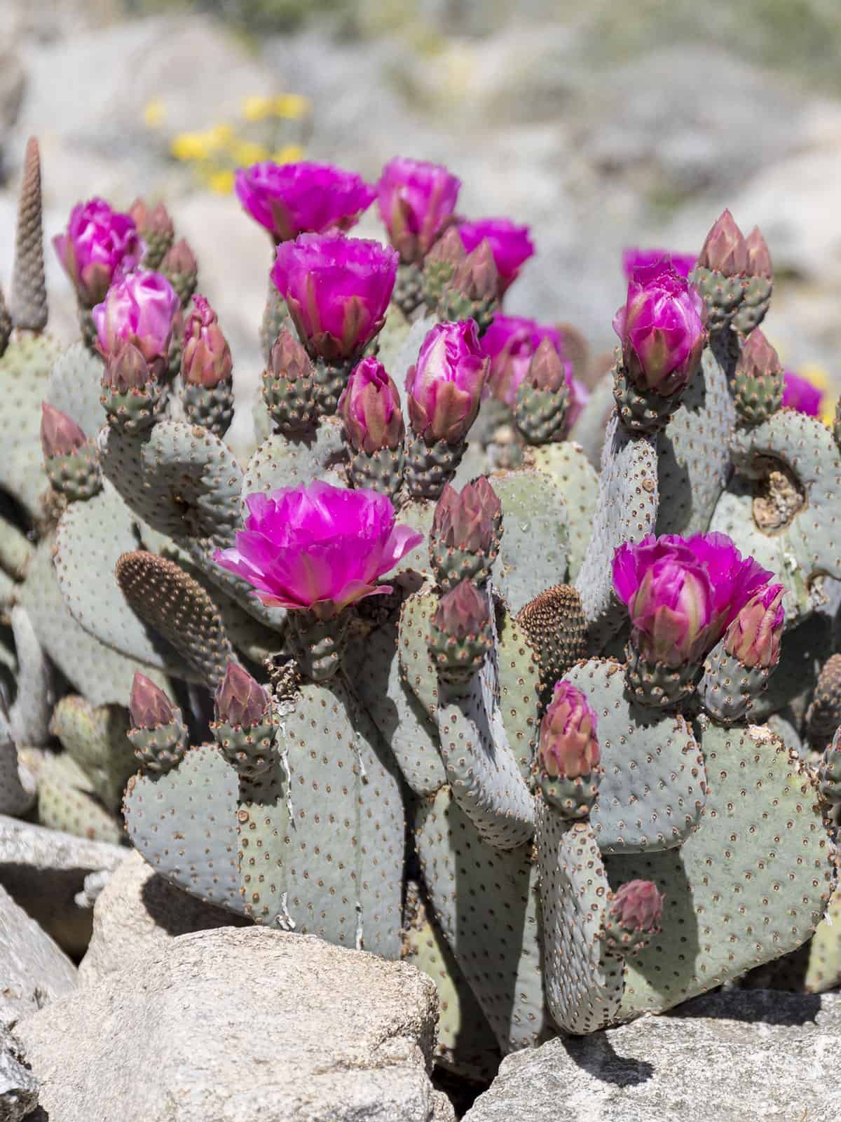 Bright purple flowers of a Beaver Tail Prickly Pear
