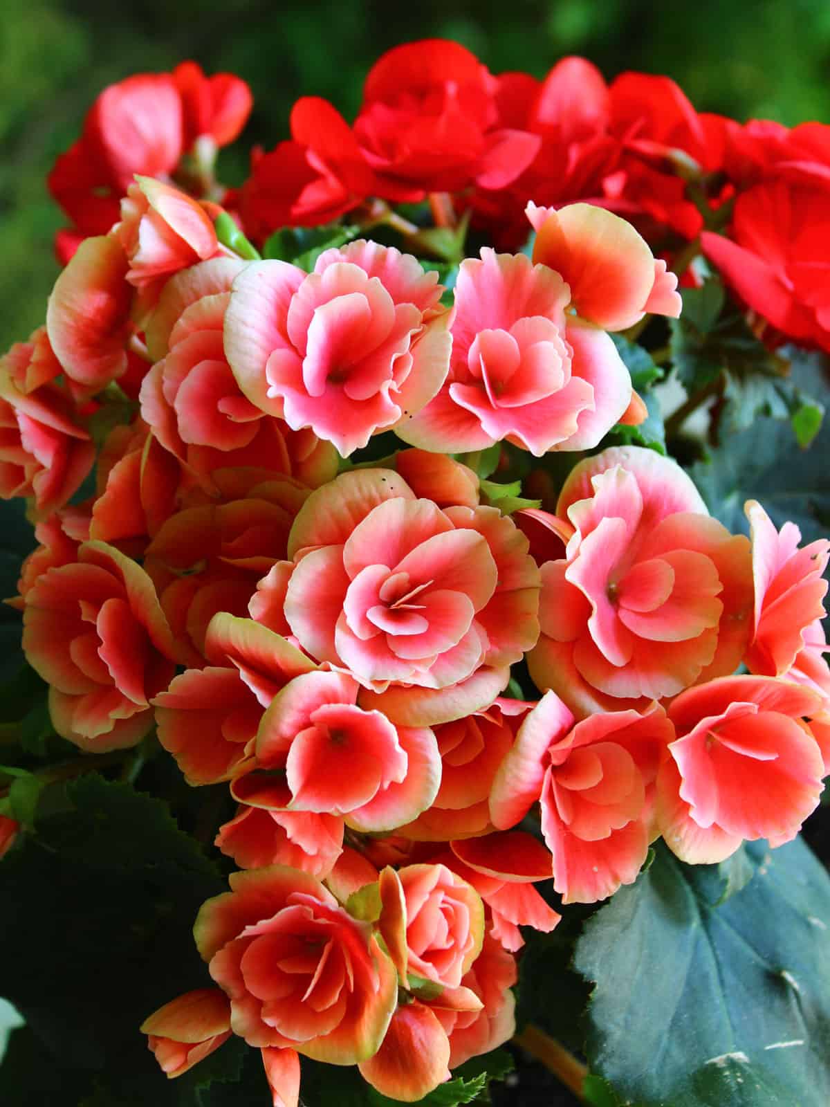 Gorgeous bright red Begonias blooming brightly in the garden
