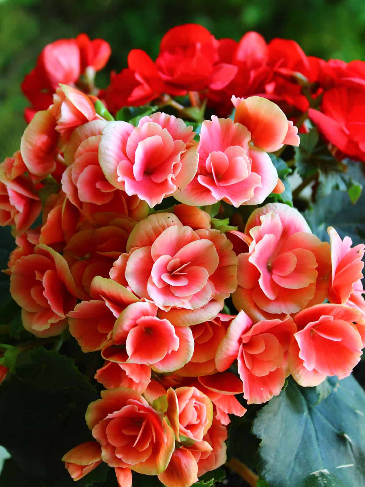 Mixture of deep pink and red colors of a Begonia plant